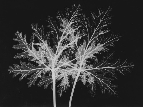 Leaves Seq Poster Print by Albert Koetsier