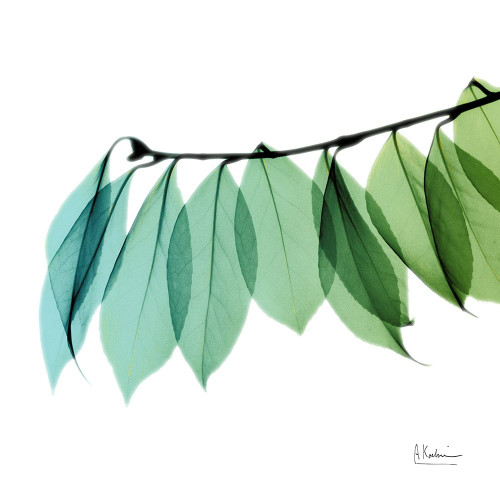 Camelia Leaf Poster Print by Albert Koetsier