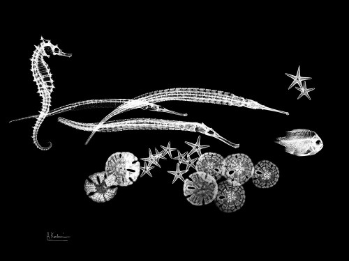 Horse Race Poster Print by Albert Koetsier - Item # VARPDXAKRC382A