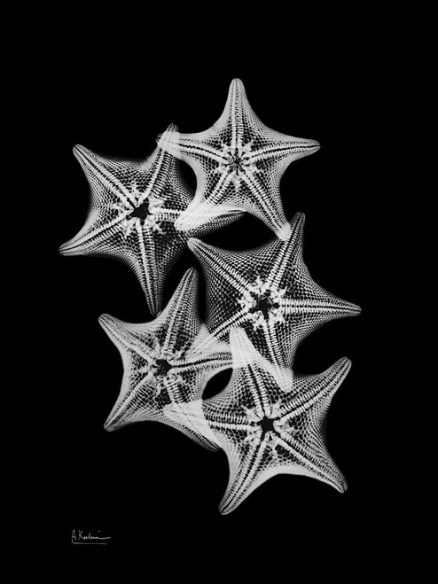 Starfish Collage Poster Print by Albert Koetsier