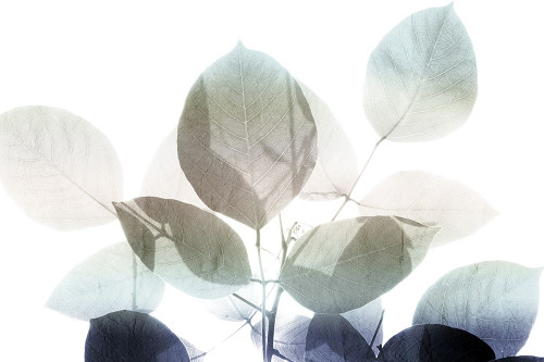 Midnight Leaves 1 v2 Poster Print by Allen Kimberly - Item # VARPDXKARC1206A