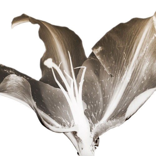 Chocolate Ascension 1 Poster Print by Albert Koetsier # AK8SQ404A