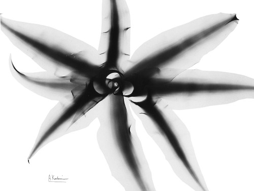 Cryptanthus Poster Print by Albert Koetsier