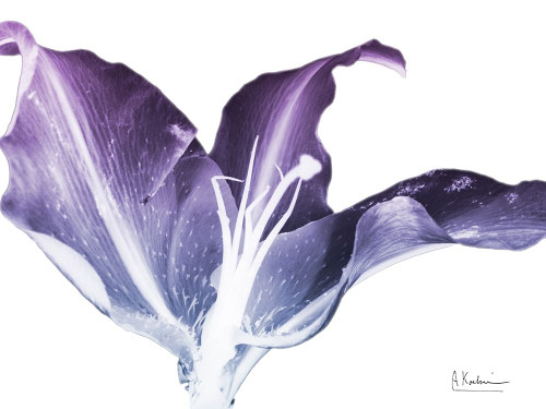 Radiant Blossom 2 Poster Print by Albert Koetsier # AK8RC571B