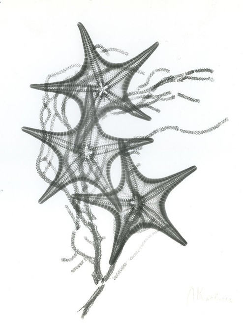 Starfish F134 Poster Print by Albert Koetsier