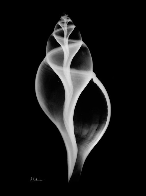 Tulip Shell Poster Print by Albert Koetsier - Item # VARPDXAKRC375
