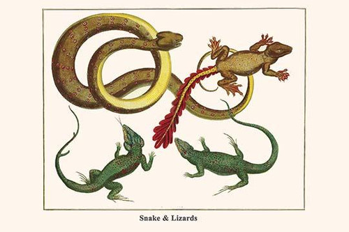 Serpentes, Squamata.  High quality vintage art reproduction by Buyenlarge.  One of many rare and wonderful images brought forward in time.  I hope they bring you pleasure each and every time you look at them. Poster Print by Albertus  Seba - Item # V