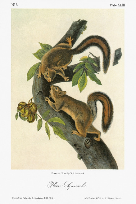 Audubon: Squirrel. /Nwestern Gray Squirrel (Sciurus Griseus Griseus), Formerly Known As The Hare Squirrel (Sciurus Griseus Leporinus). Lithograph, C1849, After A Painting By John James Audubon For His 'Viviparous Quadrupeds Of North America.' Poster