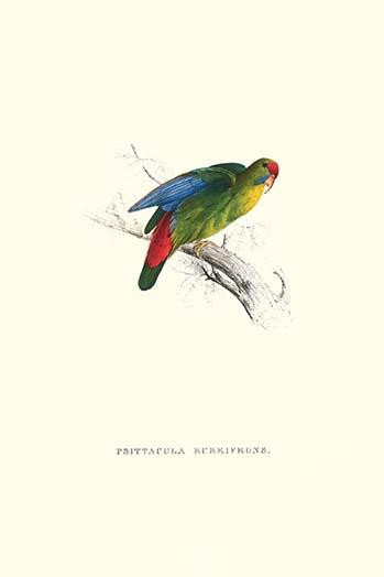 Red-Fronted Parakeet.  High quality vintage art reproduction by Buyenlarge.  One of many rare and wonderful images brought forward in time.  I hope they bring you pleasure each and every time you look at them. Poster Print by Edward  Lear - Item # VA