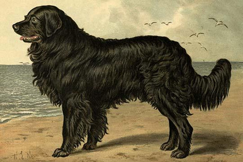 Newfoundland.  High quality vintage art reproduction by Buyenlarge.  One of many rare and wonderful images brought forward in time.  I hope they bring you pleasure each and every time you look at them. Poster Print by Vero  Shaw - Item # VARBLL058729