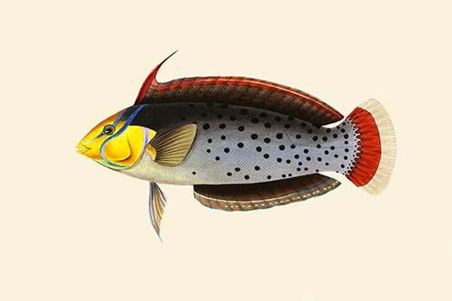 Rattoo-Girawah.  High quality vintage art reproduction by Buyenlarge.  One of many rare and wonderful images brought forward in time.  I hope they bring you pleasure each and every time you look at them. Poster Print by John Whitchurch  Bennett - Ite Rattoo-Girawah.  High quality vintage art reproduction by Buyenlarge.  One of many rare and wonderful images brought forward in time.  I hope they bring you pleasure each and every time you look at them. Poster Print by John Whitchurch  Bennett - Ite