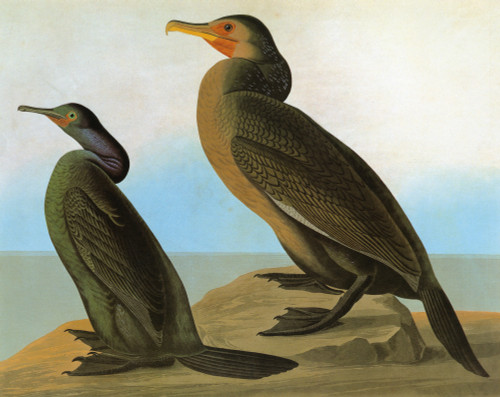 Audubon: Cormorants. /Nleft To Right: Pelagic, Or Baird'S, Cormorant (Phalacrocorax Pelagicus), And Brandt'S Cormorant (Phalacrocorax Penicillatus). Engraving After John James Audubon For His 'Birds Of America,' 1827-38. Poster Print by Granger Colle