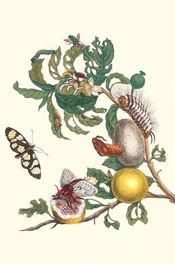 (1) Flowering and Fruiting Guava is the stage for a stinging caterpillar of a Flannel Moth resting on a halved fruit; Flying Spotted Amberwing Butterfly; Psidium guineense; Megalopyge lanata; 3) Thyridia psidii Poster Print by Maria Sibylla  Merian -