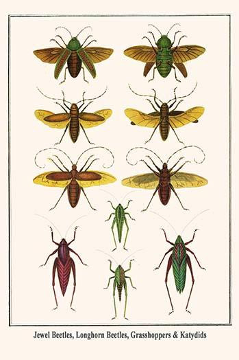 Coleoptera, Orthoptera.  High quality vintage art reproduction by Buyenlarge.  One of many rare and wonderful images brought forward in time.  I hope they bring you pleasure each and every time you look at them. Poster Print by Albertus  Seba - Item