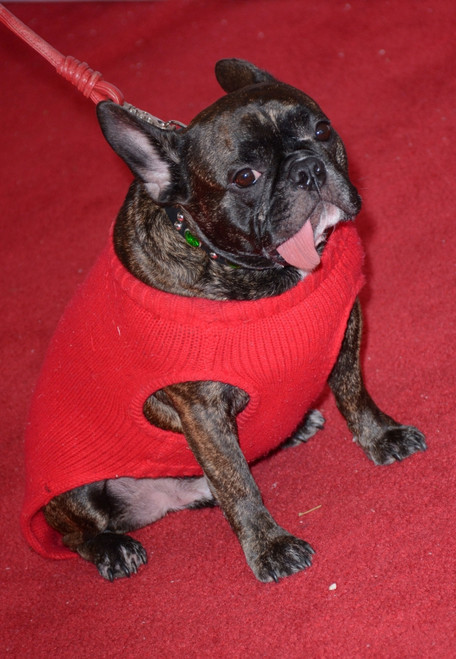 Carrie Fisher'S Dog Gary Fisher At Arrivals For Tribeca Tune In Catastrophe Season 2 Screening At 2016 Tribeca Film Festival, The School Of Visual Arts Theatre, New York, Ny April 19, 2016. Photo By Derek StormEverett Collection - Item # VAREVC1619A0