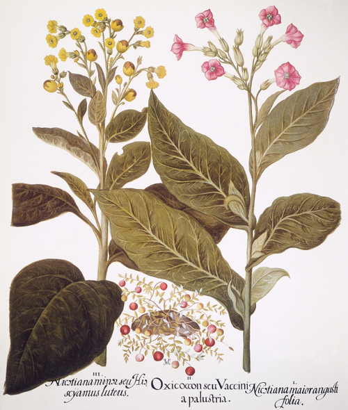 Tobacco Rustica, 1613. /Nyellow-Flowered Wild Tobacco (Nicotiana Rustica), Left, Cranberry In Fruit (Vaccinium Oxycoccus), Center, And Tobacco (Nicotiana): Engraving For Basilius Besler'S "Florilegium," Nuremberg, 1613. Poster Print by Granger Collec Tobacco Rustica, 1613. /Nyellow-Flowered Wild Tobacco (Nicotiana Rustica), Left, Cranberry In Fruit (Vaccinium Oxycoccus), Center, And Tobacco (Nicotiana): Engraving For Basilius Besler'S "Florilegium," Nuremberg, 1613. Poster Print by Granger Collec