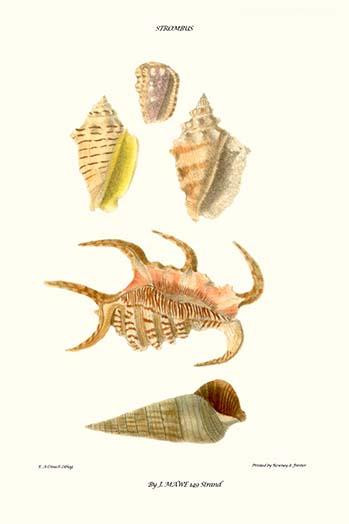 claw  shells .  High quality vintage art reproduction by Buyenlarge.  One of many rare and wonderful images brought forward in time.  I hope they bring you pleasure each and every time you look at them. Poster Print by John  Mawe - Item # VARBLL05877
