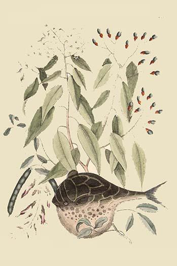 Globe Fish.  High quality vintage art reproduction by Buyenlarge.  One of many rare and wonderful images brought forward in time.  I hope they bring you pleasure each and every time you look at them. Poster Print by Catesby Catesby - Item # VARBLL058