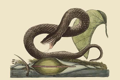 Brown Viper.  High quality vintage art reproduction by Buyenlarge.  One of many rare and wonderful images brought forward in time.  I hope they bring you pleasure each and every time you look at them. Poster Print by Catesby Catesby - Item # VARBLL05