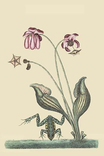 Water Frog.  High quality vintage art reproduction by Buyenlarge.  One of many rare and wonderful images brought forward in time.  I hope they bring you pleasure each and every time you look at them. Poster Print by Catesby Catesby - Item # VARBLL058