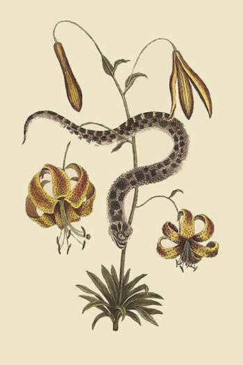 Hog Nosed Snake.  High quality vintage art reproduction by Buyenlarge.  One of many rare and wonderful images brought forward in time.  I hope they bring you pleasure each and every time you look at them. Poster Print by Catesby Catesby - Item # VARB