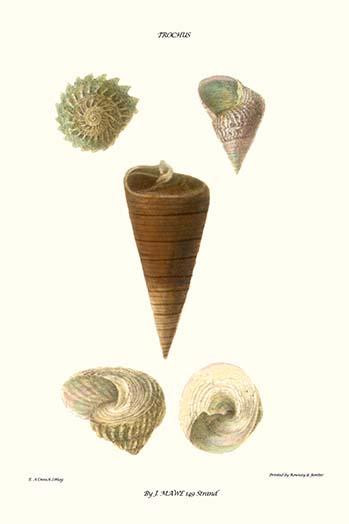 top  shells .  High quality vintage art reproduction by Buyenlarge.  One of many rare and wonderful images brought forward in time.  I hope they bring you pleasure each and every time you look at them. Poster Print by John  Mawe - Item # VARBLL058771