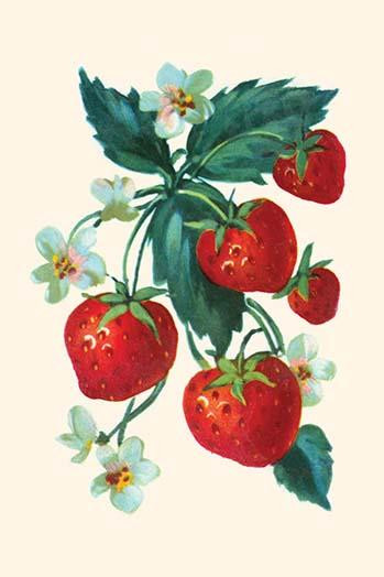Strawberries and flowers.  In the 1930's the classic homemaker could purchase decals, applied by water, to decorate the kitchen, furniture, or anything else they desired.  These are samples directly from the salesman's sample book. Poster Print by un