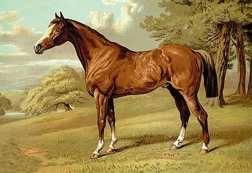 Originally published separately, these prints were combined into a book in 1873 and a section on veterinary medicine was added.  Property of Coleloyd Lindsay Vemp, owner of the Punchestown Steeplechase in Ireland. Poster Print by Samuel Sidney - Item