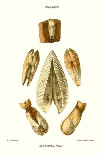 pholas  shells .  High quality vintage art reproduction by Buyenlarge.  One of many rare and wonderful images brought forward in time.  I hope they bring you pleasure each and every time you look at them. Poster Print by John  Mawe - Item # VARBLL058