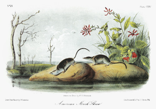 Audubon: Kangaroo Rat. /Nphillips' Kangaroo Rat (Dipodomys