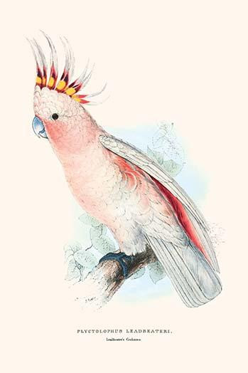 Leadbeater's Cockatoo.  High quality vintage art reproduction by Buyenlarge.  One of many rare and wonderful images brought forward in time.  I hope they bring you pleasure each and every time you look at them. Poster Print by Edward  Lear - Item # V