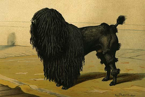 Truffle Dog.  High quality vintage art reproduction by Buyenlarge.  One of many rare and wonderful images brought forward in time.  I hope they bring you pleasure each and every time you look at them. Poster Print by Vero  Shaw - Item # VARBLL0587291