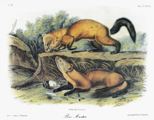 Audubon: Marten. /Namerican, Or Pine, Marten (Martes Americana). Lithograph, C1854, After A Painting By John Woodhouse Audubon For John James Audubon'S 'Viviparous Quadrupeds Of North America.' Poster Print by Granger Collection - Item # VARGRC035319