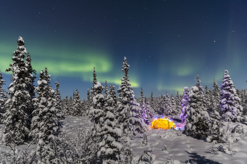 The Aurora Borealis dances over the top of a tent alight with string lights in the middle of an snowy evergreen forest, moonlight casting shadows on a clear winter night, interior Alaska; Gakona, Alaska, United States of America Poster Print by Kevin The Aurora Borealis dances over the top of a tent alight with string lights in the middle of an snowy evergreen forest, moonlight casting shadows on a clear winter night, interior Alaska; Gakona, Alaska, United States of America Poster Print by Kevin