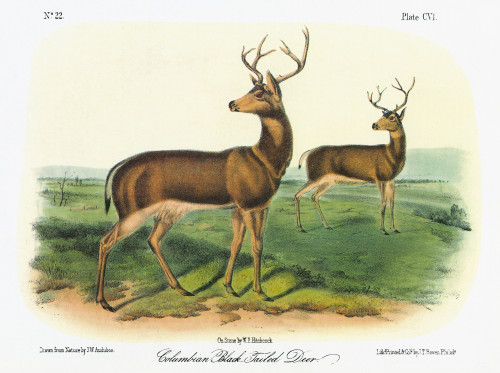 Audubon: Deer. /Ntwo Male Columbian Black-Tailed Deer (Odocoileus Hemionus Columbianus), A Subspecies Of The Mule Deer. Lithograph, C1854, After A Painting By John Woodhouse Audubon For John James Audubon'S 'Viviparous Quadrupeds Of North America.' P
