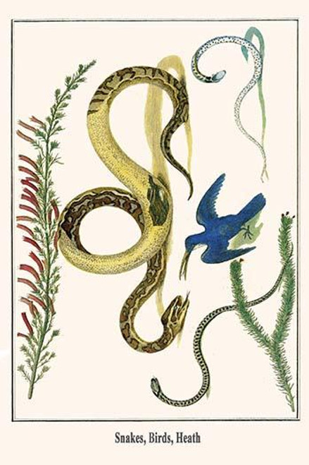 Serpentes, Aves, Ericaceae.  High quality vintage art reproduction by Buyenlarge.  One of many rare and wonderful images brought forward in time.  I hope they bring you pleasure each and every time you look at them. Poster Print by Albertus  Seba - I