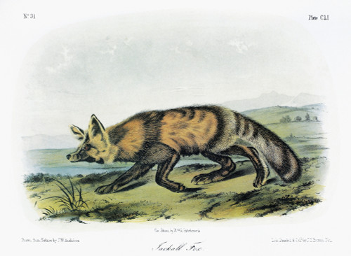Audubon: Fox. /Nwestern, Or Long-Tailed, Red Fox (Vulpes Vulpes Macroura, Or Vulpes Vulpes Macrourus). Lithograph, C1854, After A Painting By John Woodhouse Audubon For John James Audubon'S 'Viviparous Quadrupeds Of North America.' Poster Print by Gr