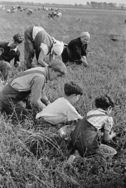 Child Labor During The Great Depression. A Family Of Italian-American From Philadelphia Work In Cranberry Bog. Large Families Were Hired And The Children Missed The First Two Months Of The School Year. Burlington County New Jersey - Item # VAREVCHISL