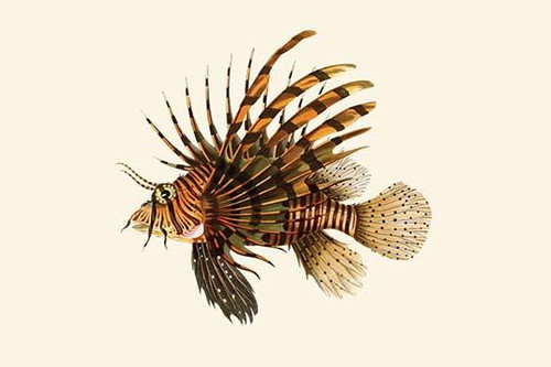 Great Fire - Gini-Maha.  High quality vintage art reproduction by Buyenlarge.  One of many rare and wonderful images brought forward in time.  I hope they bring you pleasure each and every time you look at them. Poster Print by John Whitchurch  Benne Great Fire - Gini-Maha.  High quality vintage art reproduction by Buyenlarge.  One of many rare and wonderful images brought forward in time.  I hope they bring you pleasure each and every time you look at them. Poster Print by John Whitchurch  Benne