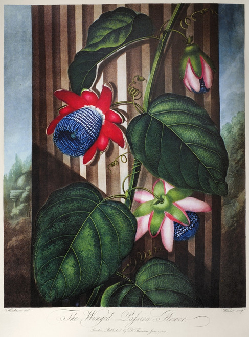 Thornton: Passion-Flower. /Nthe Winged Passion-Flower (Passiflora Alata Dryand.). Engraving By Warner After A Painting By Peter Henderson For 'The Temple Of Flora,' By British Botanist Robert John Thornton, 1802. Poster Print by Granger Collection -