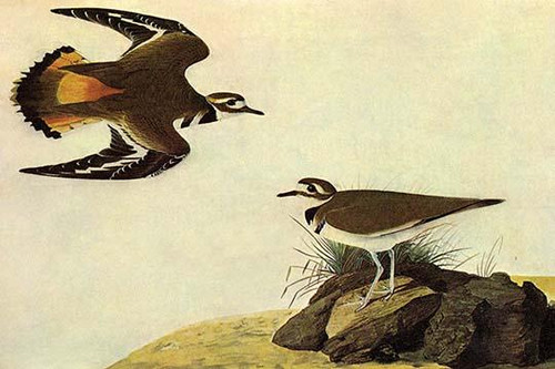 Killdeer.  High quality vintage art reproduction by Buyenlarge.  One of many rare and wonderful images brought forward in time.  I hope they bring you pleasure each and every time you look at them. Poster Print by John James Audubon - Item # VARBLL05