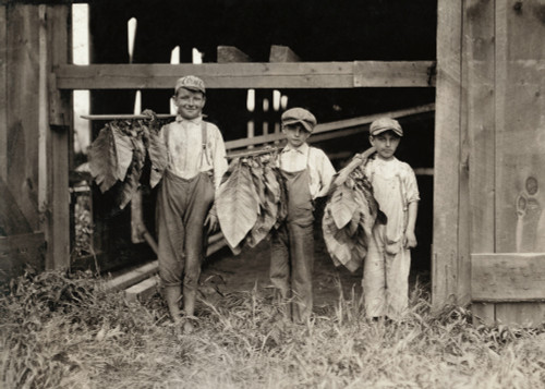 Hine: Tobacco Farm, 1917. /Nan Eleven Year-Old Boy With Two Nine Year-Old Boys Drying Tobacco Leaves At The Cybalski Tobacco Farm In Hazardville, Connecticut. Photograph By Lewis Hine, August 1917. Poster Print by Granger Collection - Item # VARGRC01