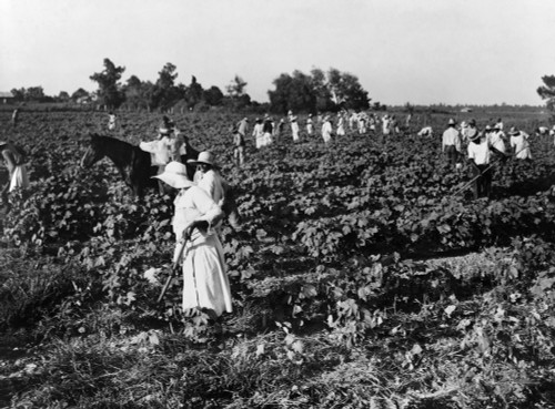 Cotton Plantation, 1937. /Na Crew 200 African American Migrant Workers Brought To The Aldridge Plantation To Hoe Cotton For One Dollar A Day, Near Leland, Mississippi. Photograph By Dorothea Lange, June 1937. Poster Print by Granger Collection - Item Cotton Plantation, 1937. /Na Crew 200 African American Migrant Workers Brought To The Aldridge Plantation To Hoe Cotton For One Dollar A Day, Near Leland, Mississippi. Photograph By Dorothea Lange, June 1937. Poster Print by Granger Collection - Item