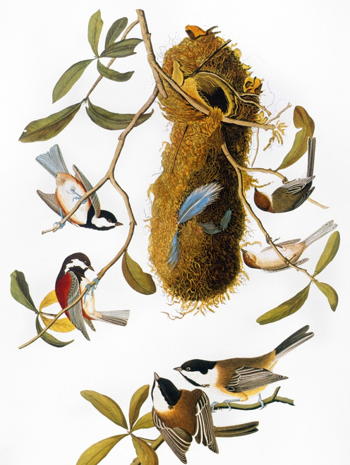 Audubon: Chickadee. /Nchestnut-Backed Chickadee (Parus Rufescens); Bushtit, Or Chestnut-Crowned Titmouse (Psaltriparus Minimus); And Black-Capped Chickadee (Parus Atricapillus), From John James Audubon'S 'The Birds Of America,' 1827-1838. Poster Prin