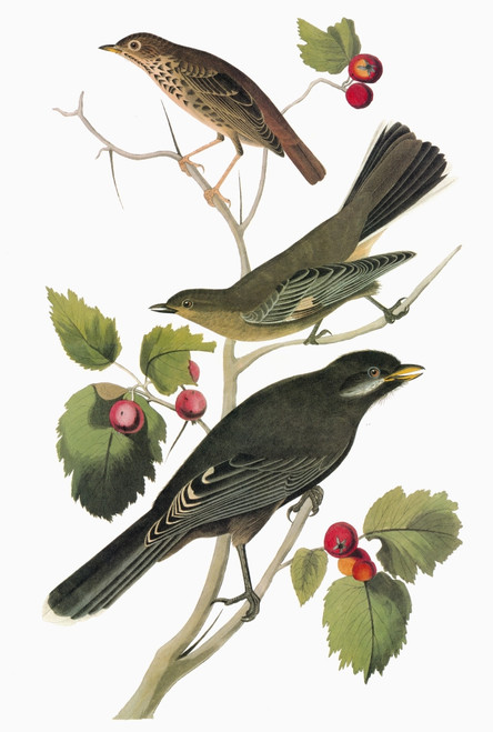 Audubon: Thrushes & Jay. /Nfrom Top: Hermit Thrush (Catharus Guttatus), Townsend'S Solitaire (Myadestes Townsendi), And Young Gray Jay (Perisoreus Canadensis). Engraving After John James Audubon For His 'Birds Of America,' 1827-38. Poster Print by Gr