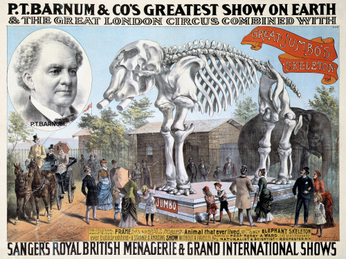 Poster: Jumbo Skeleton. /Ncircus Poster For P.T. Barnum'S Greatest Show On Earth Combined With Sanger'S Royal British Menagerie & Grand International Shows, C1890, Featuring The Skeleton Of The Celebrated Elephant Jumbo. Poster Print by Granger Colle