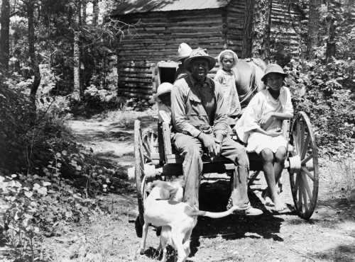 Sharecropper, 1939. /Na Sharecropper And His Children Returning Home After Stringing And Putting Up Tobacco Leaves In Shoofly, Granville County, North Carolina. Photograph By Dorothea Lange, July 1939. Poster Print by Granger Collection - Item # VARG