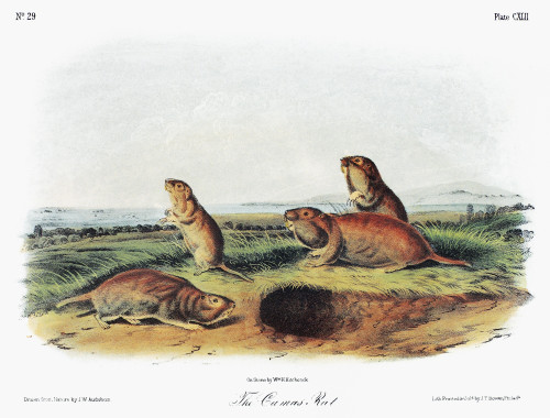 Audubon: Kangaroo Rat. /Nphillips' Kangaroo Rat (Dipodomys