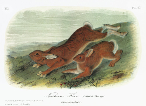 Audubon: Hare. /Nnorthern, Or Snowshoe, Hare (Lepus Americanus), Old And Young, In Summer Fur. Lithograph, C1849, After A Painting By John James Audubon For His 'Viviparous Quadrupeds Of North America.' Poster Print by Granger Collection - Item # VAR