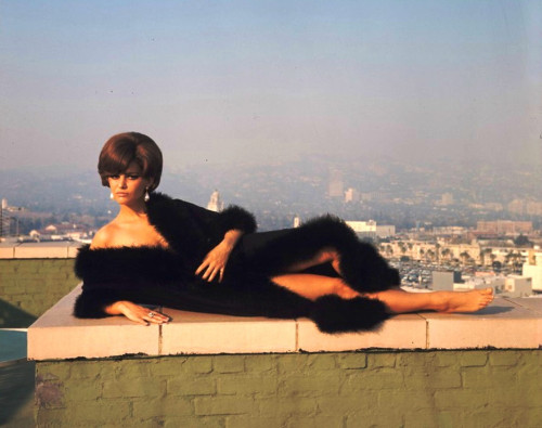 Claudia Cardinale - Black Fur Lounge  Photo Print (10 x 8) - Item # DAP15487